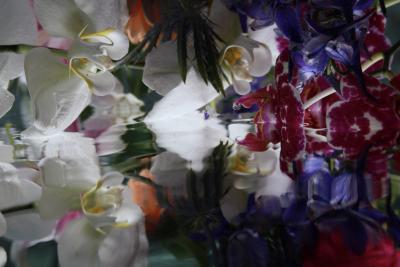 Andrea Bonfils Submerged Garden 7513