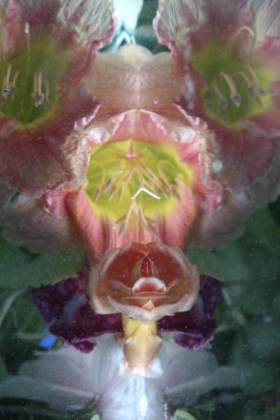 Andrea Bonfils Submerged Garden 8044