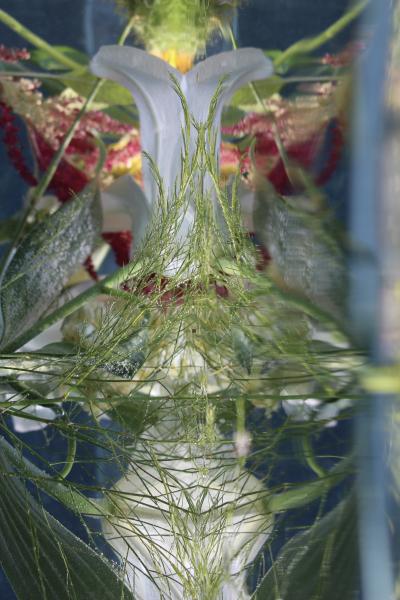 Andrea Bonfils Submerged Garden 8270