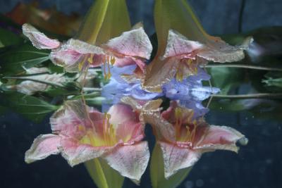 Andrea Bonfils Submerged Garden 8467