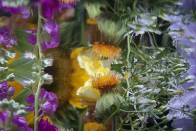 Andrea Bonfils Submerged Garden 9620
