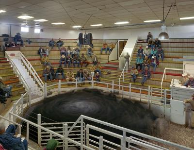 Andrew Moore Cattle Auction