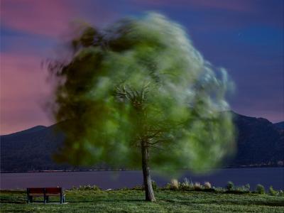 Andrew Moore Windblown Willow Newburgh Bay