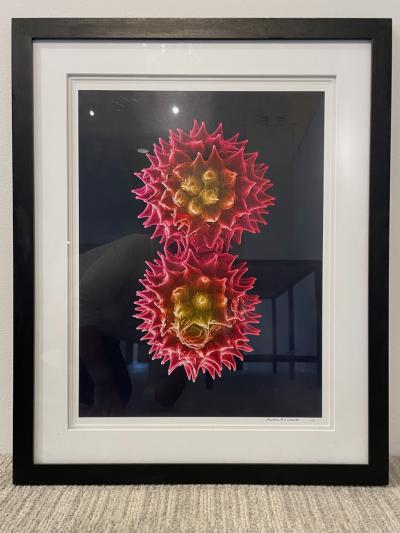 Andrew Paul Leonard Goldenrod Pollen Electron Microscope Photograph by Andrew Paul Leonard