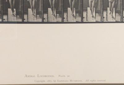 Animal Locomotion Eadweard Muybridge 1887 Plate 113