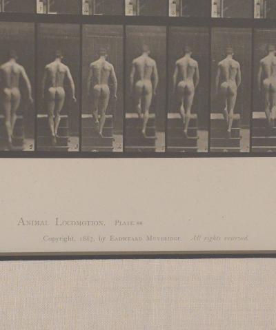 Animal Locomotion Eadweard Muybridge 1887 Plate 88