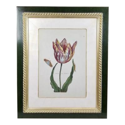 Antique Botanical Print Admiral Van Enkhuizen Tulip by Paul Theodor Van Brussel