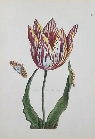 Antique Botanical Print Admiral Van Enkhuizen Tulip by Paul Theodor Van Brussel