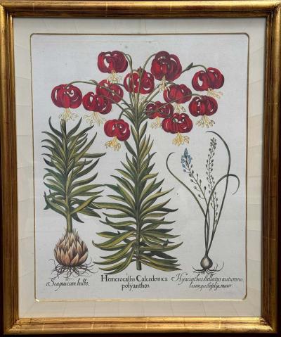 Antique German School Botanical Engraving Print