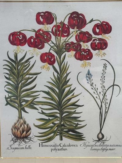 Antique German School Botanical Engraving Print