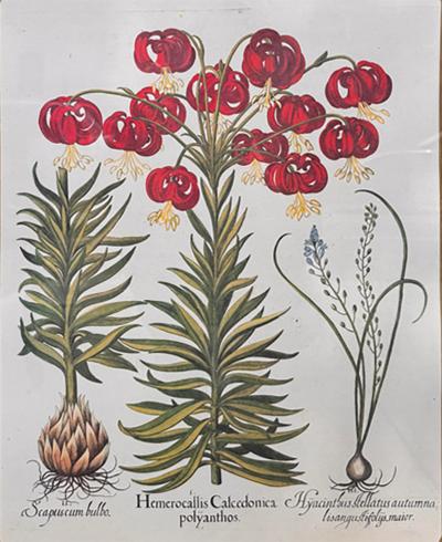 Antique German School Botanical Engraving Print