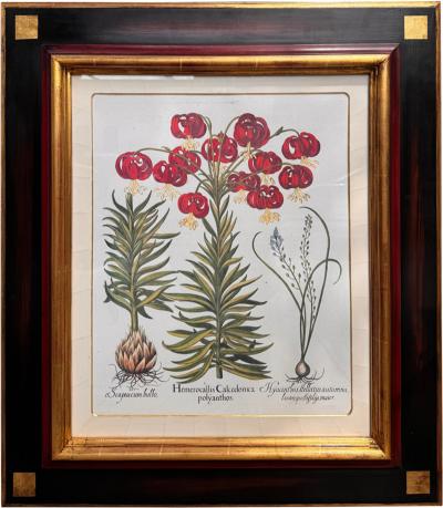 Antique German School Botanical Engraving Print