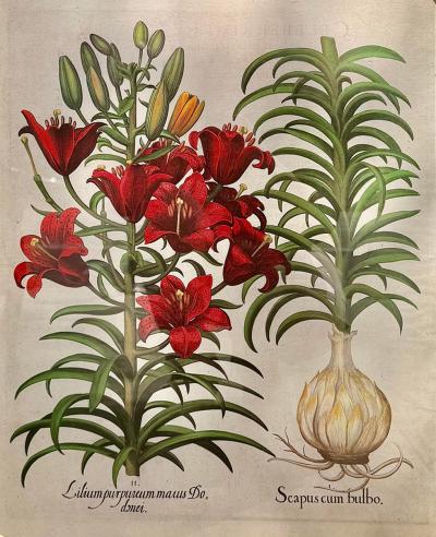 Antique German School Botanical Engraving Print Do Danei Scapus Cum Bulbo