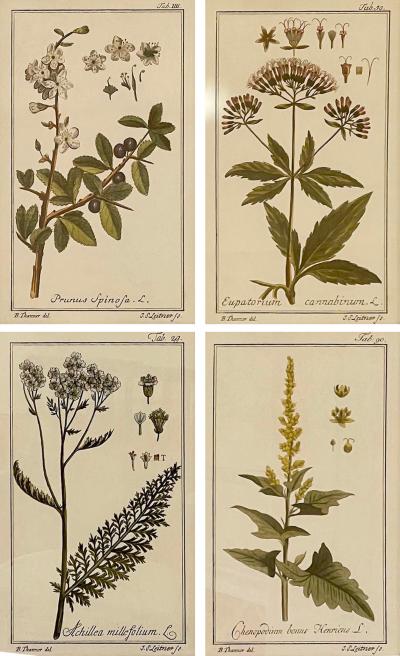 Antique Hand Colored Beautifully Framed Botanical Prints Set of 4