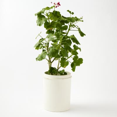 Antique Ironstone Confit Jar