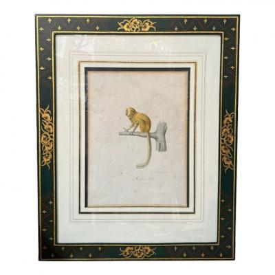 Antique Trobridge Gallery C 1824 Monkey Engraving Print W Chinoiserie Frame