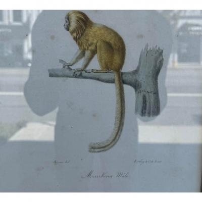 Antique Trobridge Gallery C 1824 Monkey Engraving Print W Chinoiserie Frame