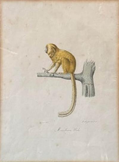 Antique Trobridge Gallery C 1824 Monkey Engraving Print W Chinoiserie Frame