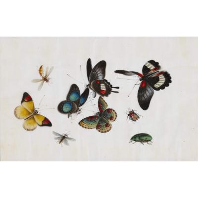 Antique set of twelve Chinese pith paintings depicting butterflies