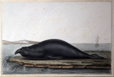 Antoine Charles Vauthier ANTOINE CHARLES VAUTHIER FRENCH 1790 1879 ELEPHANT SEA LION