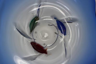 Aquarium Centerpiece by Pino Signoretto