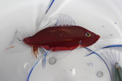 Aquarium Centerpiece by Pino Signoretto