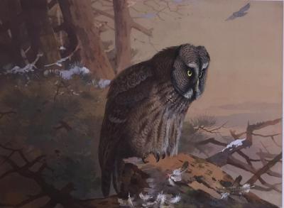 Archibald Thorburn ARCHIBALD THORBURN BRITISH 1860 1935 A GREAT GREY OWL