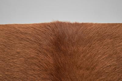 Armchair in Pine with Cowhide Seating Europe 1950s