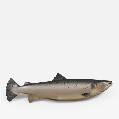 Atlantic Salmon