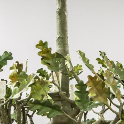 Attilio Maggia Rosa Big bush chandelier