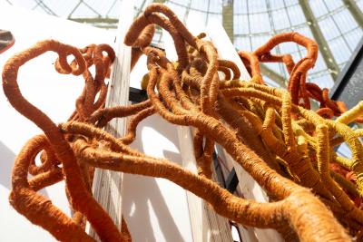 Aude Franjou Orange vine