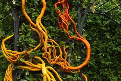 Aude Franjou Orange vine