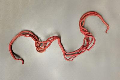 Aude Franjou Pale red vine I