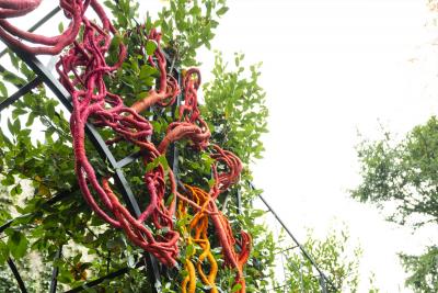 Aude Franjou Pink vine I