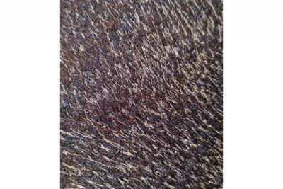 Aur lie Mathigot I shot the sheriff