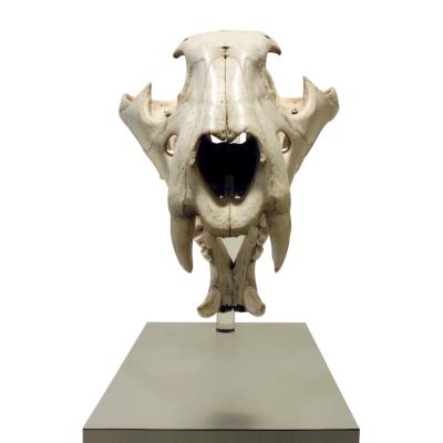Authentic Tiger Skull Mounted on Brushed Steel Base 1970s