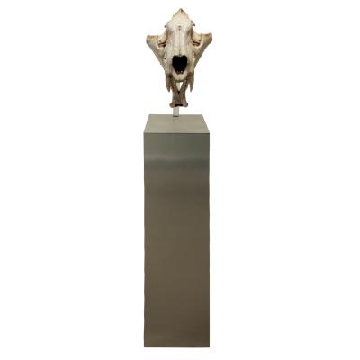 Authentic Tiger Skull Mounted on Brushed Steel Base 1970s