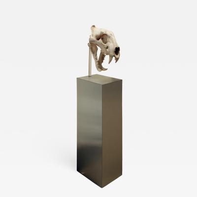 Authentic Tiger Skull Mounted on Brushed Steel Base 1970s