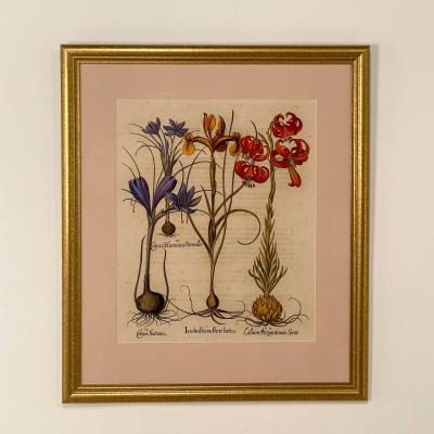 Basilius Besler 17th Century Botanical Engraving Published 1613