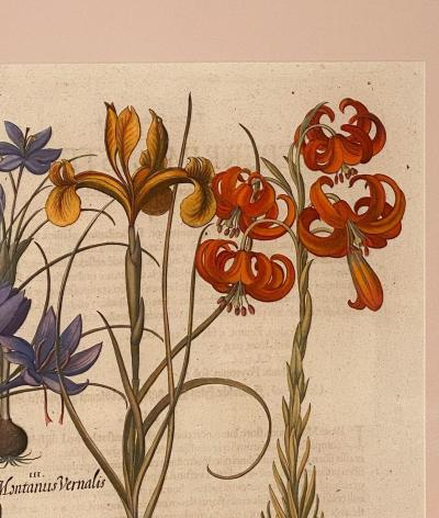 Basilius Besler 17th Century Botanical Engraving Published 1613