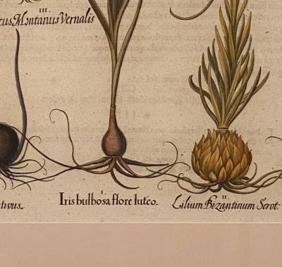 Basilius Besler 17th Century Botanical Engraving Published 1613