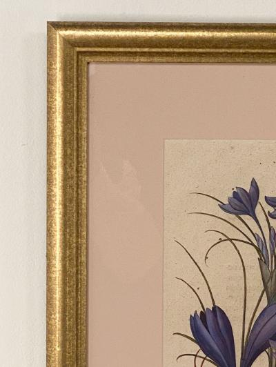 Basilius Besler 17th Century Botanical Engraving Published 1613