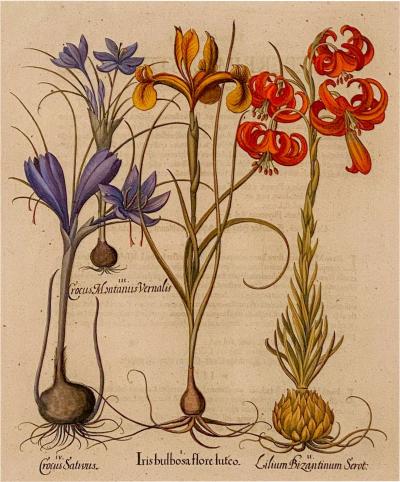 Basilius Besler 17th Century Botanical Engraving Published 1613