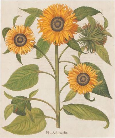 Basilius Besler 17th Century Hand Coloured Engraving of Sunflowers by Basilius Besler