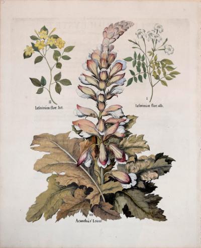 Basilius Besler BASILIUS BESLER 1561 1629 ACANTHUS LEUIS