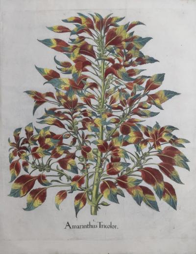 Basilius Besler BASILIUS BESLER 1561 1629 AMARANTHUS TRICOLOR