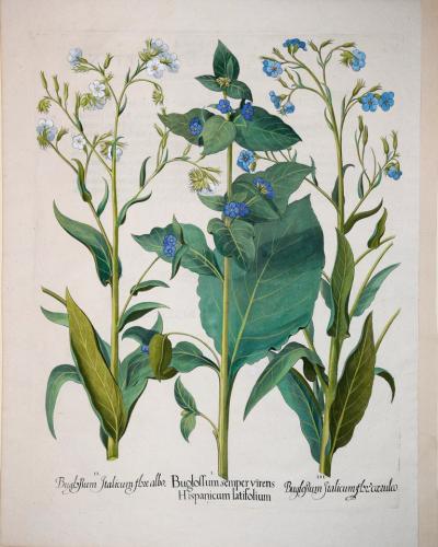 Basilius Besler BASILIUS BESLER 1561 1629 BUGLOSSUM SEMPERVIRENS HISPANICUM LATIFOLIUM