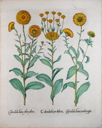 Basilius Besler BASILIUS BESLER 1561 1629 CALENDULA PROLIFERA