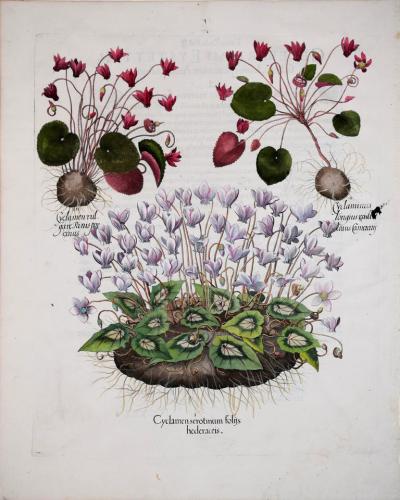 Basilius Besler BASILIUS BESLER 1561 1629 CYCLAMEN SEROTINUM FOLIS HEDERACEIS