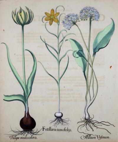 Basilius Besler BASILIUS BESLER 1561 1629 FRITILLARIA IUNCIFOEIJS